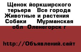 Щенок йоркширского терьера - Все города Животные и растения » Собаки   . Мурманская обл.,Оленегорск г.